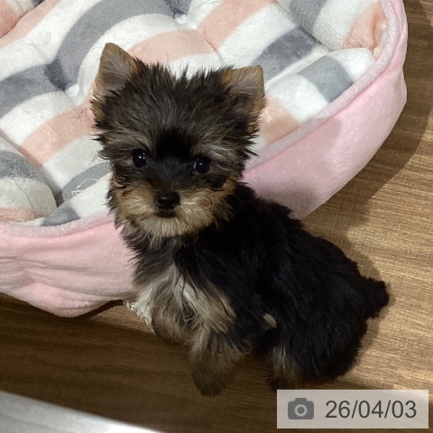 鳥取県のヨークシャーテリア (ペッツワン 日吉津店/2026年1月22日生まれ/女の子/スチールブルータン)の子犬の3枚目の画像