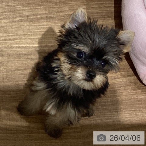 鳥取県のヨークシャーテリア (ペッツワン 日吉津店/2026年1月22日生まれ/女の子/スチールブルータン)の子犬の4枚目の画像