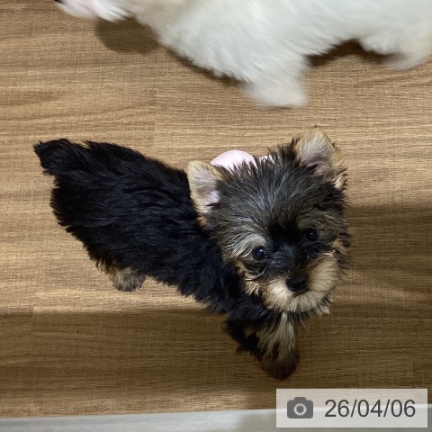 鳥取県のヨークシャーテリア (ペッツワン 日吉津店/2026年1月22日生まれ/女の子/スチールブルータン)の子犬の3枚目の画像