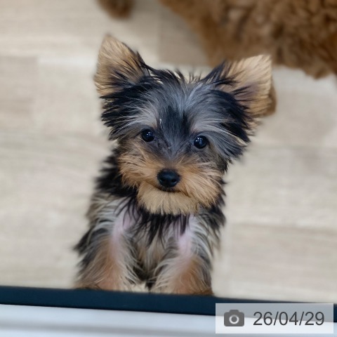 岐阜県のヨークシャーテリア (ペットプラス 光ケ丘店/2026年1月22日生まれ/女の子/スチールブルータン)の子犬の4枚目の画像