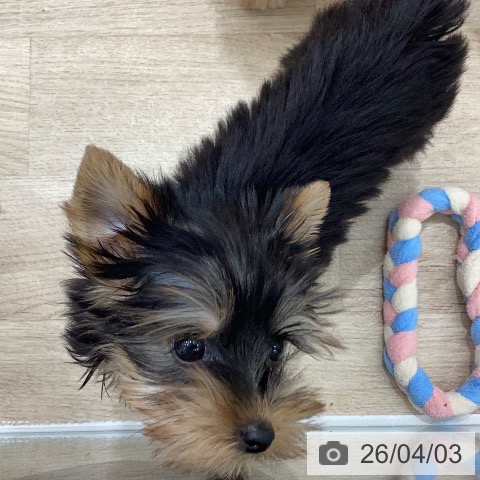 岐阜県のヨークシャーテリア (ペットプラス 各務原店/2026年1月22日生まれ/女の子/スチールブルータン)の子犬の3枚目の画像