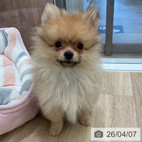 愛知県のポメラニアン (ペットプラス 熱田店/2026年1月22日生まれ/男の子/オレンジ)の子犬の4枚目の画像