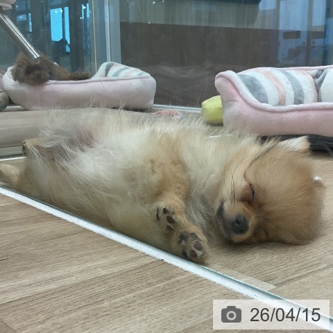 愛知県のポメラニアン (ペットプラス 熱田店/2026年1月22日生まれ/男の子/オレンジ)の子犬の3枚目の画像