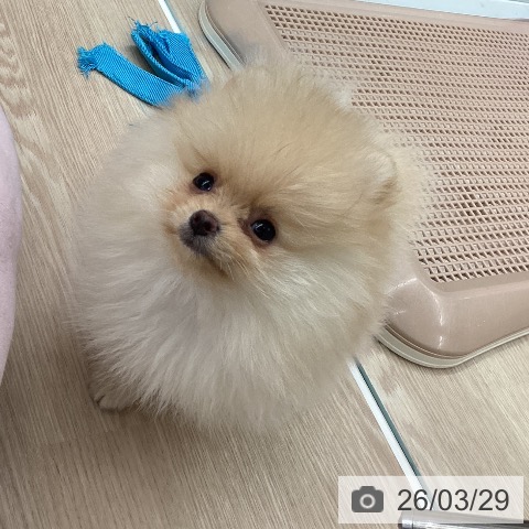 石川県のポメラニアン (ペットプラス 白山店/2026年1月23日生まれ/男の子/クリーム)の子犬の4枚目の画像