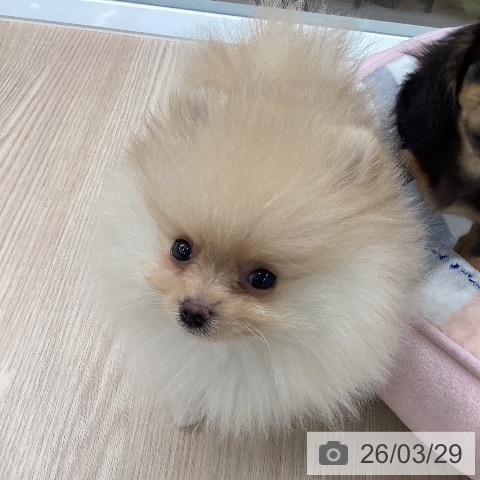 石川県のポメラニアン (ペットプラス 白山店/2026年1月23日生まれ/男の子/クリーム)の子犬の3枚目の画像