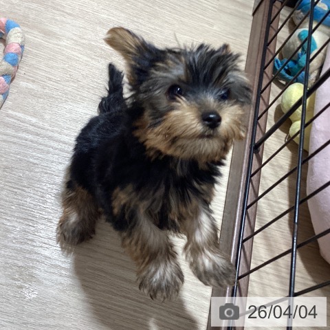 徳島県のヨークシャーテリア (ペットプラス 徳島店/2026年1月18日生まれ/男の子/スチールブルータン)の子犬の3枚目の画像