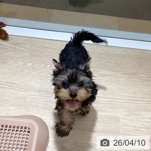 徳島県のヨークシャーテリア (ペットプラス 徳島店/2026年1月18日生まれ/男の子/スチールブルータン)の子犬の4枚目の画像