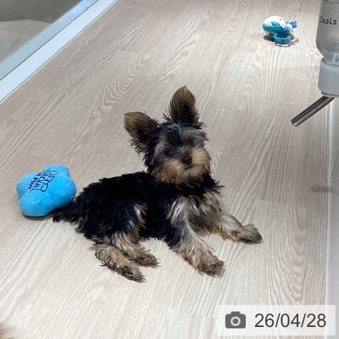 徳島県のヨークシャーテリア (ペットプラス 徳島店/2026年1月18日生まれ/男の子/スチールブルータン)の子犬の3枚目の画像