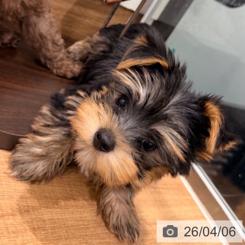 香川県のヨークシャーテリア (ペットプラス 綾川店/2026年1月18日生まれ/男の子/スチールブルータン)の子犬の4枚目の画像