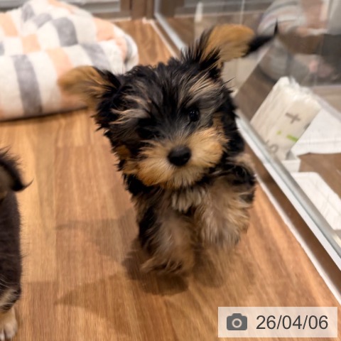 香川県のヨークシャーテリア (ペットプラス 綾川店/2026年1月18日生まれ/男の子/スチールブルータン)の子犬の3枚目の画像