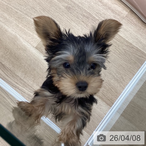 愛媛県のヨークシャーテリア (ペットプラス 新居浜店/2026年1月18日生まれ/女の子/スチールブルータン)の子犬の4枚目の画像