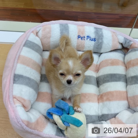 香川県のチワワ(ロング) (ペットプラス 綾川店/2026年1月21日生まれ/女の子/クリーム)の子犬の4枚目の画像