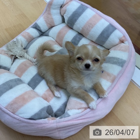 香川県のチワワ(ロング) (ペットプラス 綾川店/2026年1月21日生まれ/女の子/クリーム)の子犬の3枚目の画像