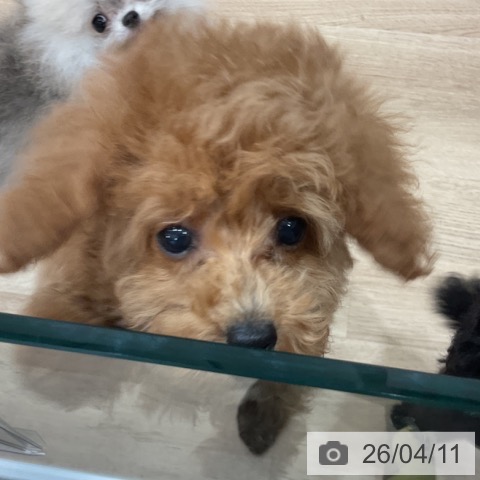 愛知県のトイプードル(トイ) (ペットプラス 東浦店/2026年1月22日生まれ/男の子/アプリコット)の子犬の3枚目の画像