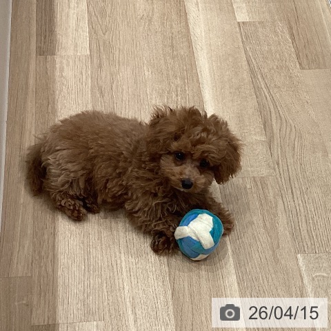 愛知県のトイプードル(トイ) (ペットプラス 東浦店/2026年1月22日生まれ/男の子/アプリコット)の子犬の4枚目の画像