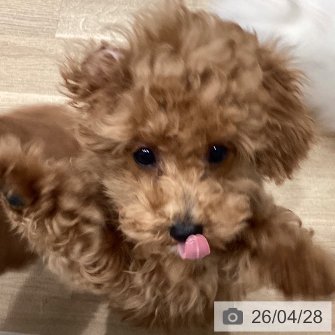 愛知県のトイプードル(トイ) (ペットプラス 東浦店/2026年1月22日生まれ/男の子/アプリコット)の子犬の3枚目の画像