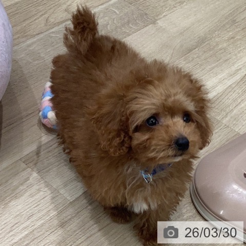 岐阜県のトイプードル(トイ) (ペットプラス 各務原店/2026年1月22日生まれ/男の子/アプリコット)の子犬の4枚目の画像