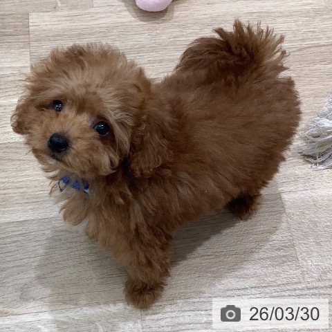 岐阜県のトイプードル(トイ) (ペットプラス 各務原店/2026年1月22日生まれ/男の子/アプリコット)の子犬の3枚目の画像