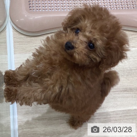 トイ・プードルの写真