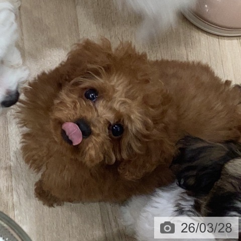 トイ・プードルの写真