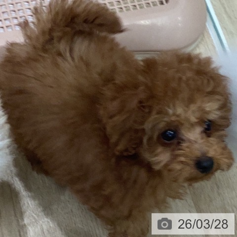 トイ・プードルの写真