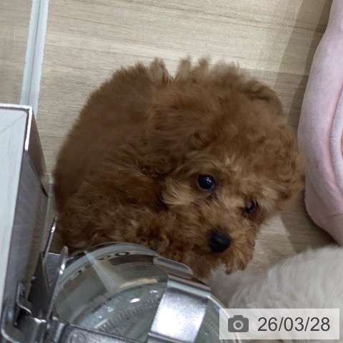 トイ・プードルの写真