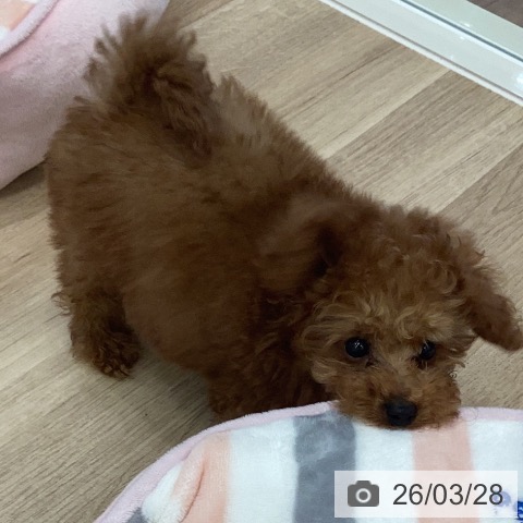 トイ・プードルの写真