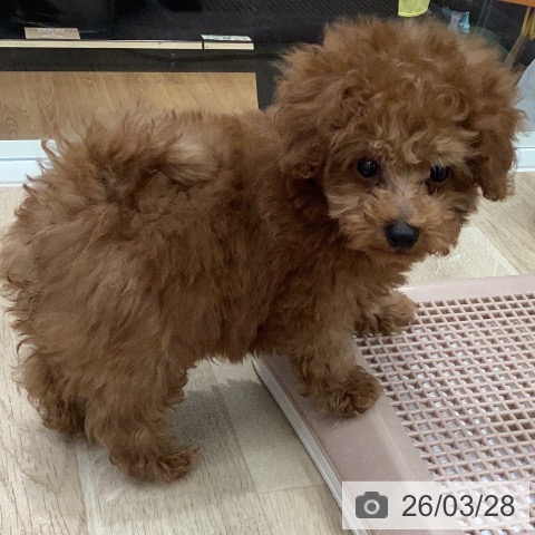 岐阜県のトイプードル(トイ) (ペットプラス 各務原店/2026年1月22日生まれ/男の子/アプリコット)の子犬の4枚目の画像