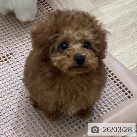 岐阜県のトイプードル(トイ) (ペットプラス 各務原店/2026年1月22日生まれ/男の子/アプリコット)の子犬の3枚目の画像