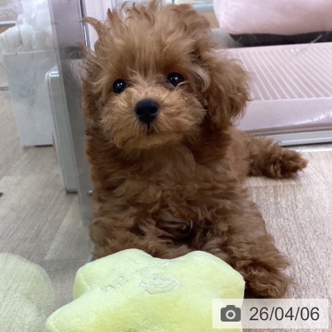 愛知県のトイプードル(トイ) (ペットプラス mozoワンダーシティ店/2026年1月21日生まれ/男の子/レッド)の子犬の4枚目の画像