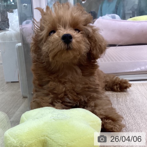 愛知県のトイプードル(トイ) (ペットプラス mozoワンダーシティ店/2026年1月21日生まれ/男の子/レッド)の子犬の3枚目の画像