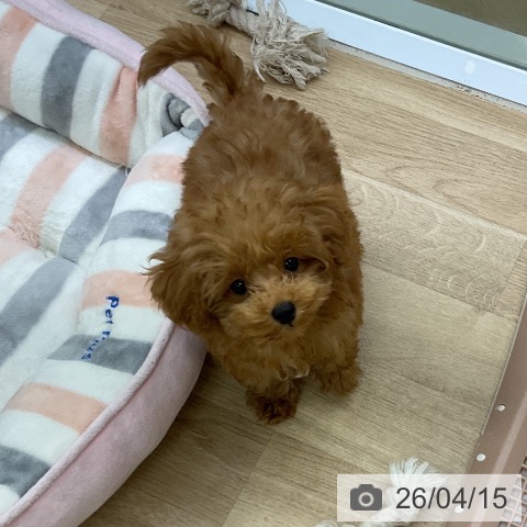 愛知県のトイプードル(トイ) (ペットプラス mozoワンダーシティ店/2026年1月21日生まれ/男の子/レッド)の子犬の4枚目の画像