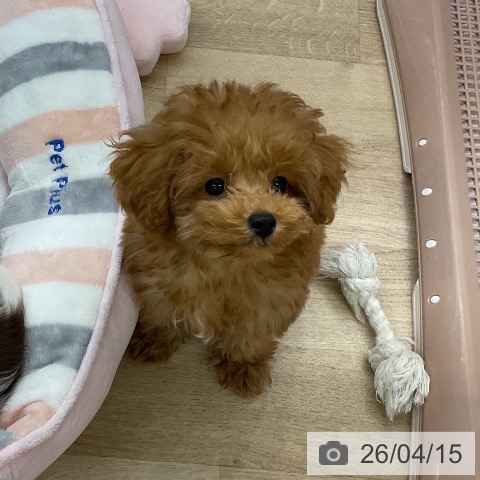 愛知県のトイプードル(トイ) (ペットプラス mozoワンダーシティ店/2026年1月21日生まれ/男の子/レッド)の子犬の3枚目の画像