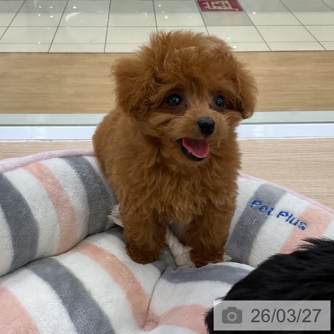 トイ・プードルの写真