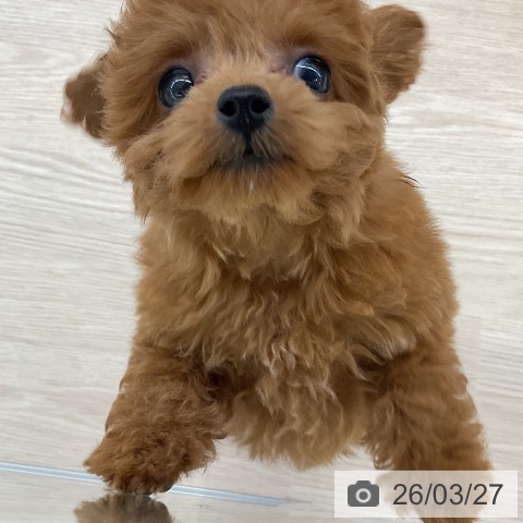 トイ・プードルの写真