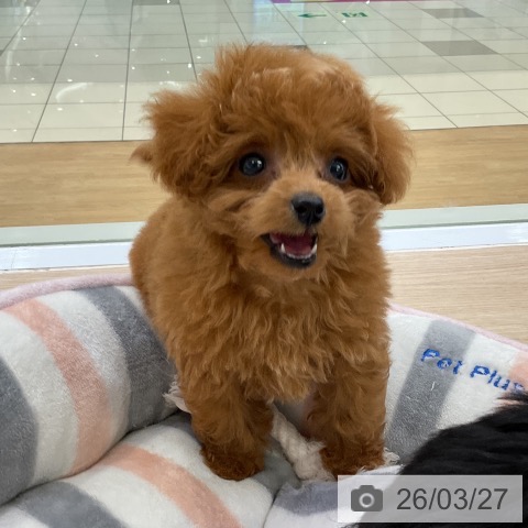 トイ・プードルの写真