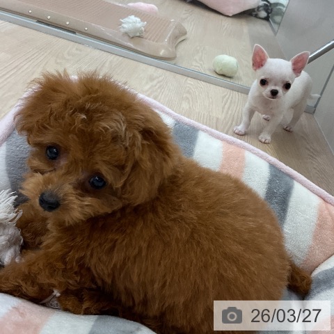 トイ・プードルの写真