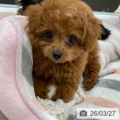 トイ・プードルの写真