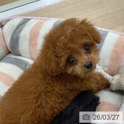 トイ・プードルの写真