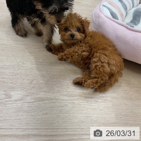 愛知県のトイプードル(トイ) (ペットプラス ナゴヤドーム前店/2026年1月20日生まれ/男の子/レッド)の子犬の4枚目の画像