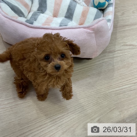 愛知県のトイプードル(トイ) (ペットプラス ナゴヤドーム前店/2026年1月20日生まれ/男の子/レッド)の子犬の3枚目の画像