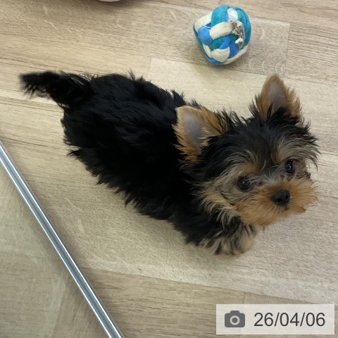 愛知県のヨークシャーテリア (ペットプラス mozoワンダーシティ店/2026年1月19日生まれ/男の子/スチールブルータン)の子犬の4枚目の画像