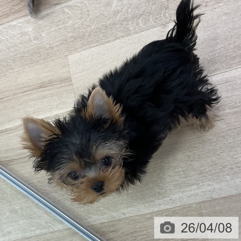 愛知県のヨークシャーテリア (ペットプラス mozoワンダーシティ店/2026年1月19日生まれ/男の子/スチールブルータン)の子犬の3枚目の画像