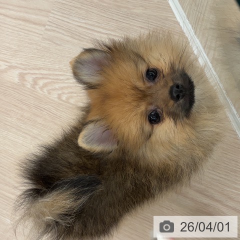 福井県のポメラニアン (ペットプラス 福井店/2026年1月21日生まれ/女の子/オレンジセーブル)の子犬の3枚目の画像