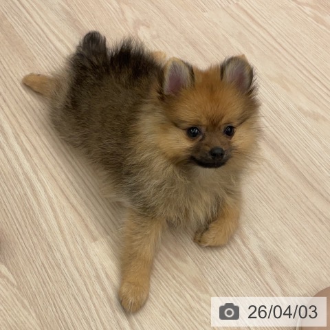 ポメラニアンの写真