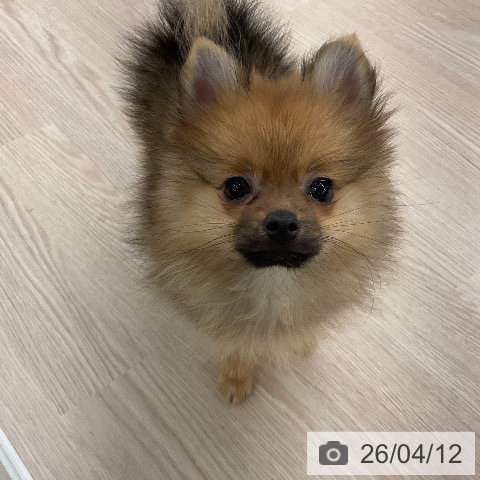 ポメラニアンの写真