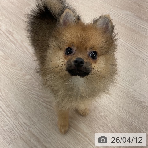 ポメラニアンの写真