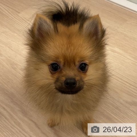 ポメラニアンの写真