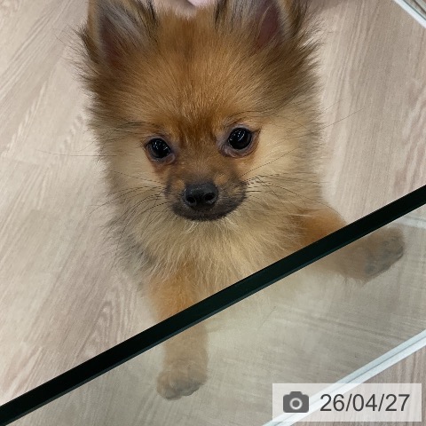 ポメラニアンの写真