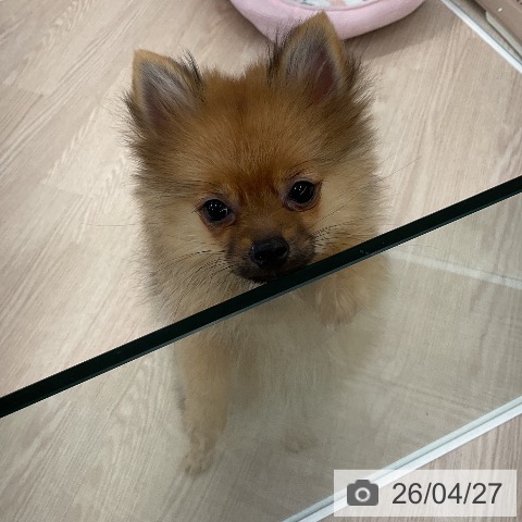 ポメラニアンの写真